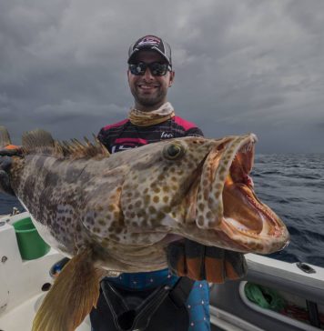South African grouper