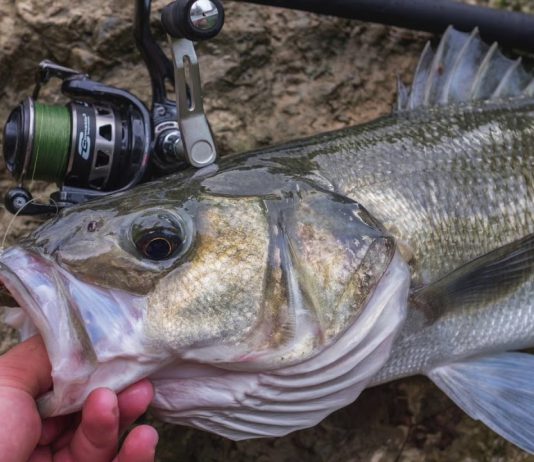 Captura y suelta, no más palabras