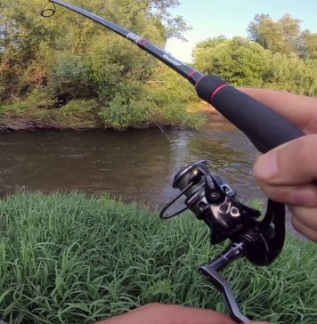 Tardes de verano tras los barbos