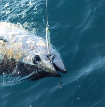 Good feelings Cinnetic Team 2018